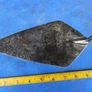 Masons Trowel Image 2