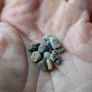 Plant terrarium stones Image 2
