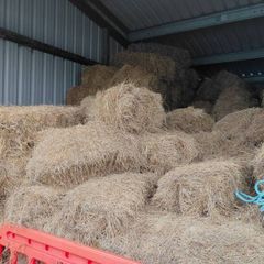 organic hay