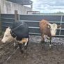 Hereford heifers Image 10
