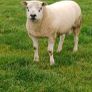 Texel hoggots Image 3