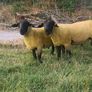 100% grass fed suffolk hoggets for macroom mart. Image 3