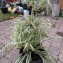 Mature spider plant Image 2