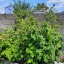 Raspberry Plant Image 2