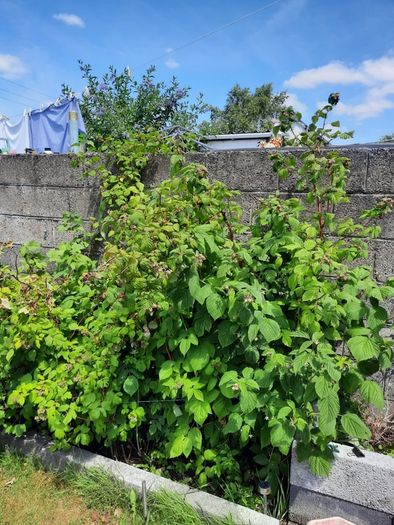 Raspberry Plant