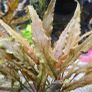 Aquarium plants Image 2
