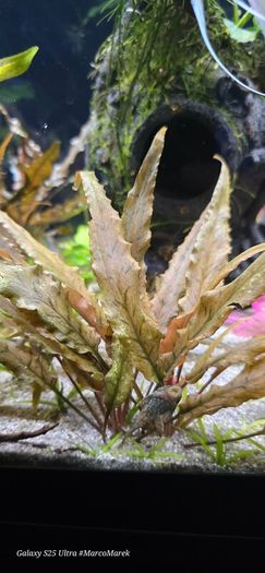 Aquarium plants
