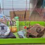 Guinea pig cage Image 2