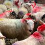 20 super brokie ewe lambs Image 3