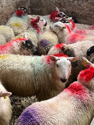 20 super brokie ewe lambs