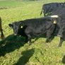 Dexter calves Image 5