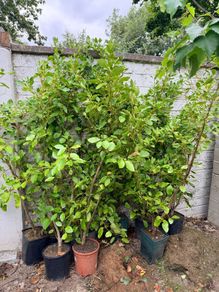 Griselinia littoralis evergreen shrubs