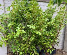 Griselinia littoralis evergreen shrubs