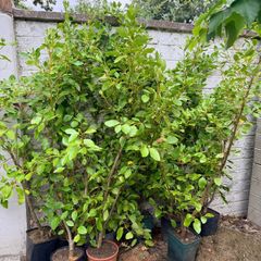 Griselinia littoralis evergreen shrubs