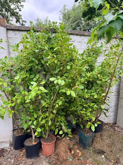 Griselinia littoralis evergreen shrubs
