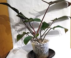 Philodendron Florida Bronze