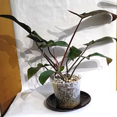 Philodendron Florida Bronze