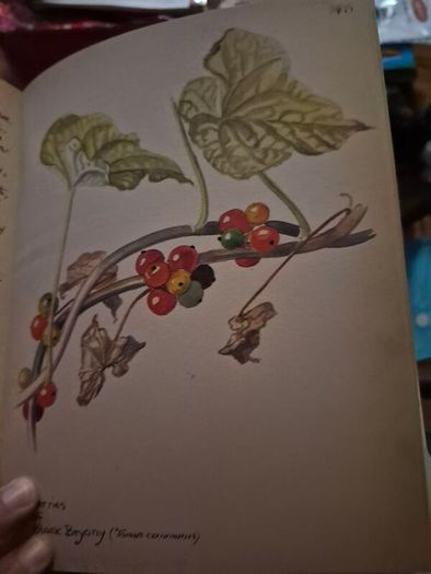 Vintage The Country Diary of an Edwardian Lady