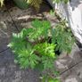 geranium canariensis Image 2