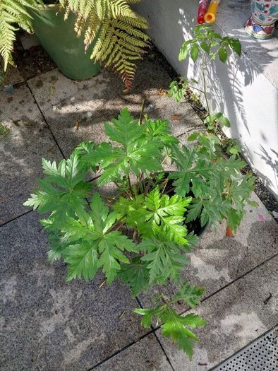 geranium canariensis