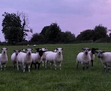 Hoggets - Suffolk Cross and White