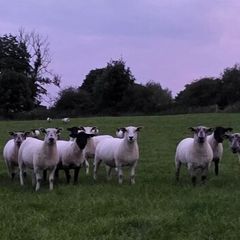 Hoggets - Suffolk Cross and White