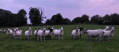 Hoggets - Suffolk Cross and White