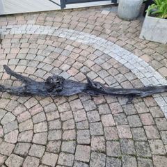 bog oak