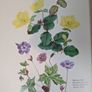 Flower Paintings Graham Stuart Thomas Image 4