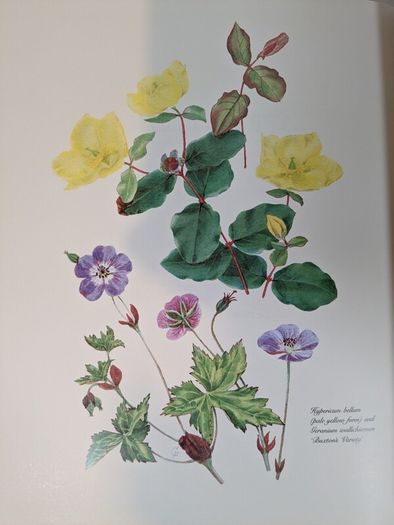 Flower Paintings Graham Stuart Thomas