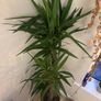 Yucca Elephantipes Image 3