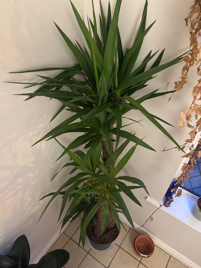 Yucca Elephantipes
