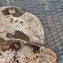 Vickers Irish Army M27 Steel Helmet Image 8