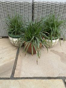 3 outdoor plants