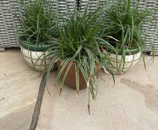 3 outdoor plants