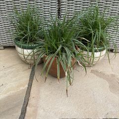 3 outdoor plants