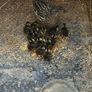 Duck and ducklings for sale Image 2