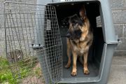 Large Sky Kennel / Travel Crate
