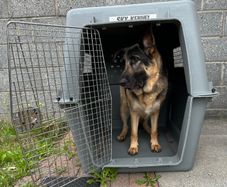 Large Sky Kennel / Travel Crate