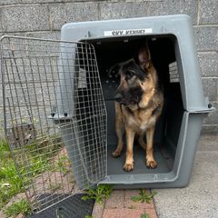Large Sky Kennel / Travel Crate