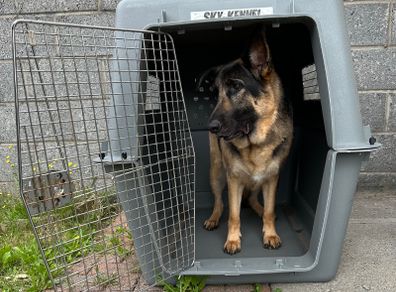 Large Sky Kennel / Travel Crate