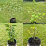 Potted Native Trees and Shrubs Image 3