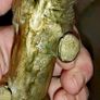 Antique solid brass/bronze lion Image 4