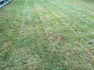 Grass Cutting & Garden Maintenance Image 7