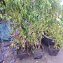 Portuguese Laurel Image 5
