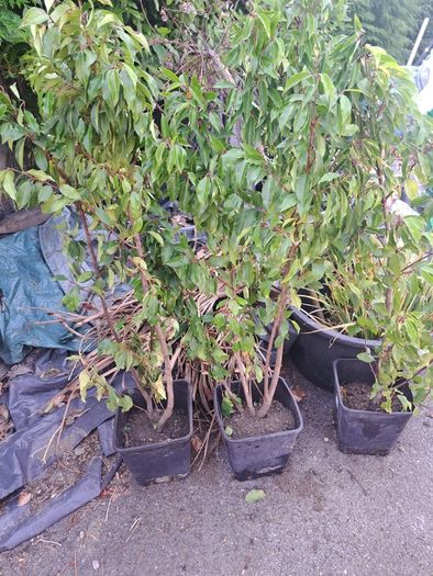 Portuguese Laurel