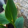 Plants Canna divisions/swaps Image 2