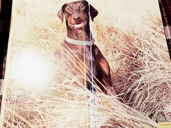 1989. A Dog Owners Guide To The Doberman.