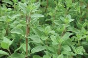 (M) Marjoram seeds 0.5g