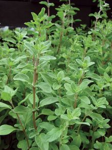 (M) Marjoram seeds 0.5g